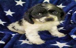 Cocker Spaniel dogs for sale: Nash - Image 25