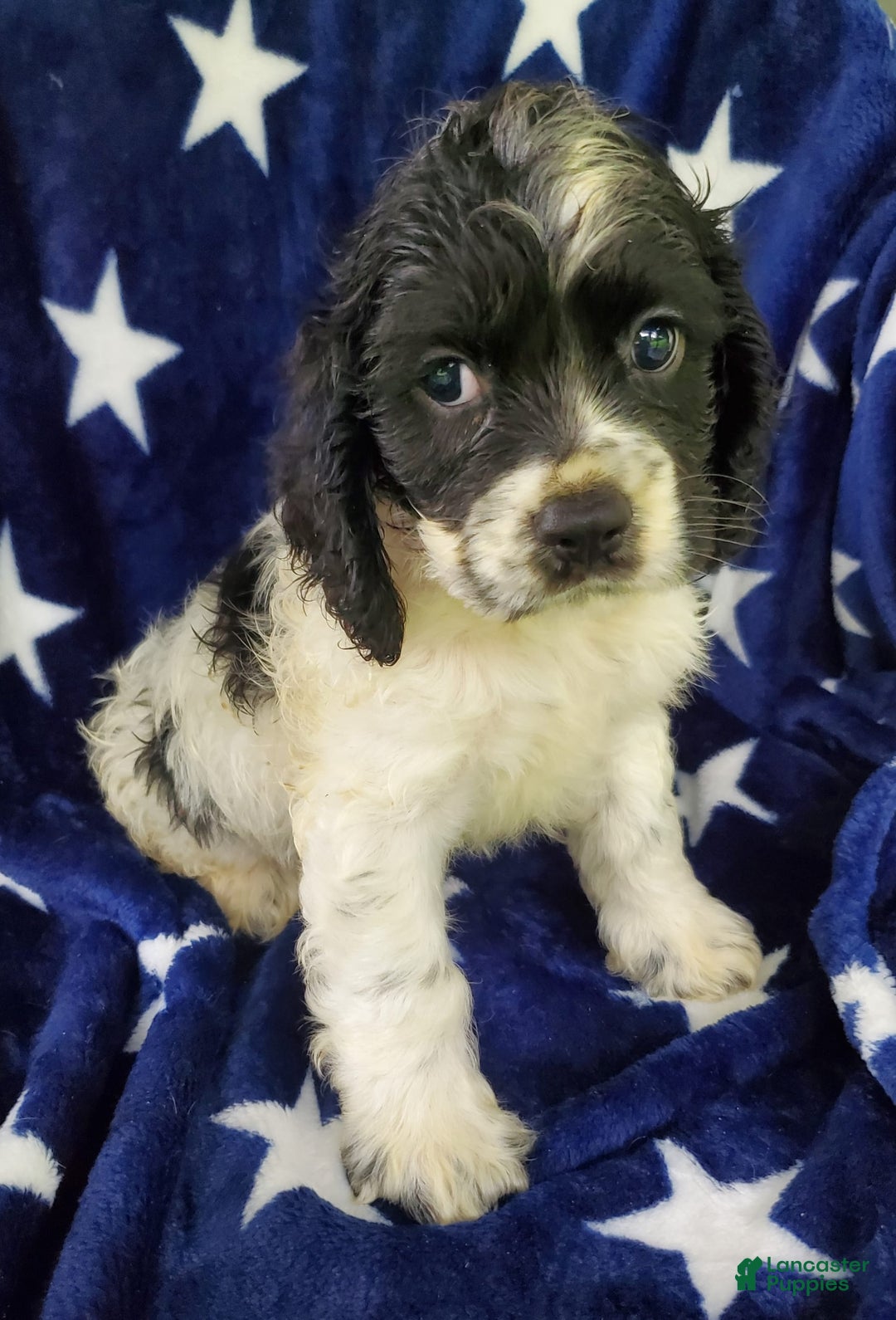 Cocker Spaniel dogs for sale: Nash - Image 25