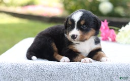 Bernese Mountain Dog dogs for sale: Polly Akc - Image 2
