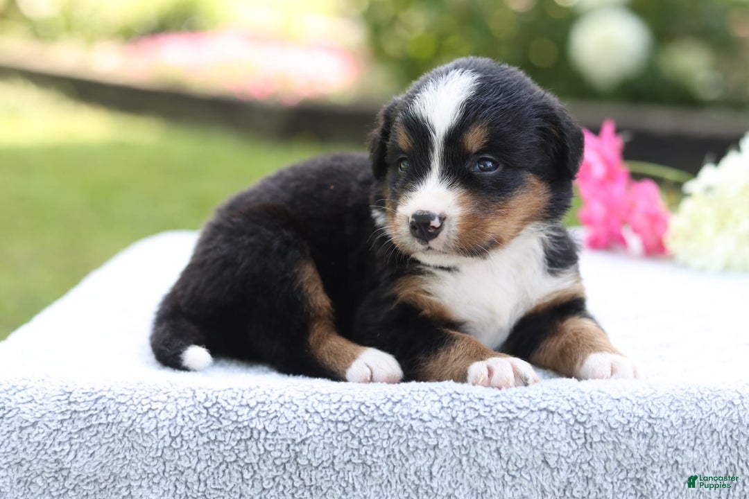 Bernese Mountain Dog dogs for sale: Polly Akc - Image 2