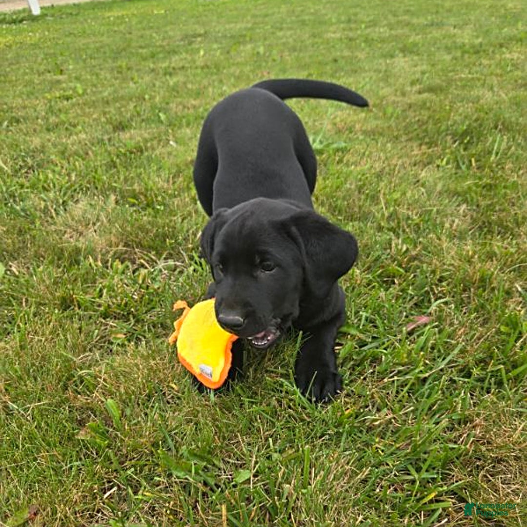 Labrador Retriever dogs for sale: Cole - Image 9