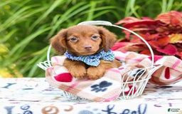 Miniature Dachshund dogs for sale: Zack - Image 1
