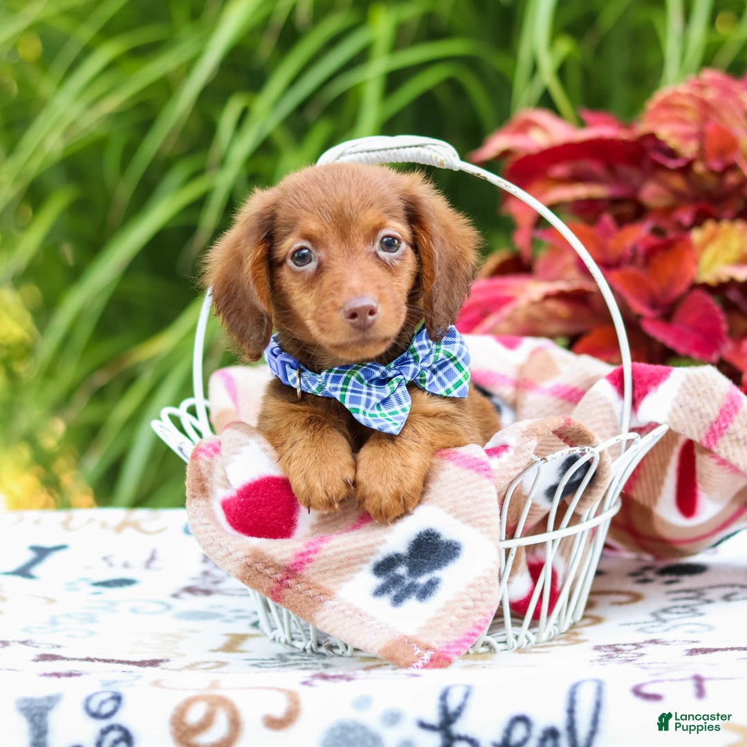 Miniature Dachshund dogs for sale: Zack - Image 1