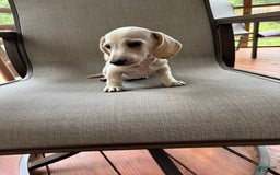 Miniature Dachshund dogs for sale: Sam - Image 3