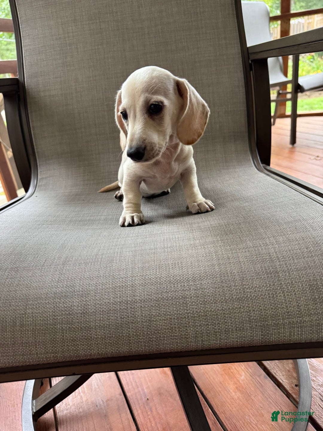 Miniature Dachshund dogs for sale: Sam - Image 3