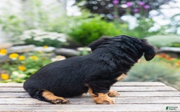 Miniature Dachshund dogs for sale: Tator Tot - Image 3