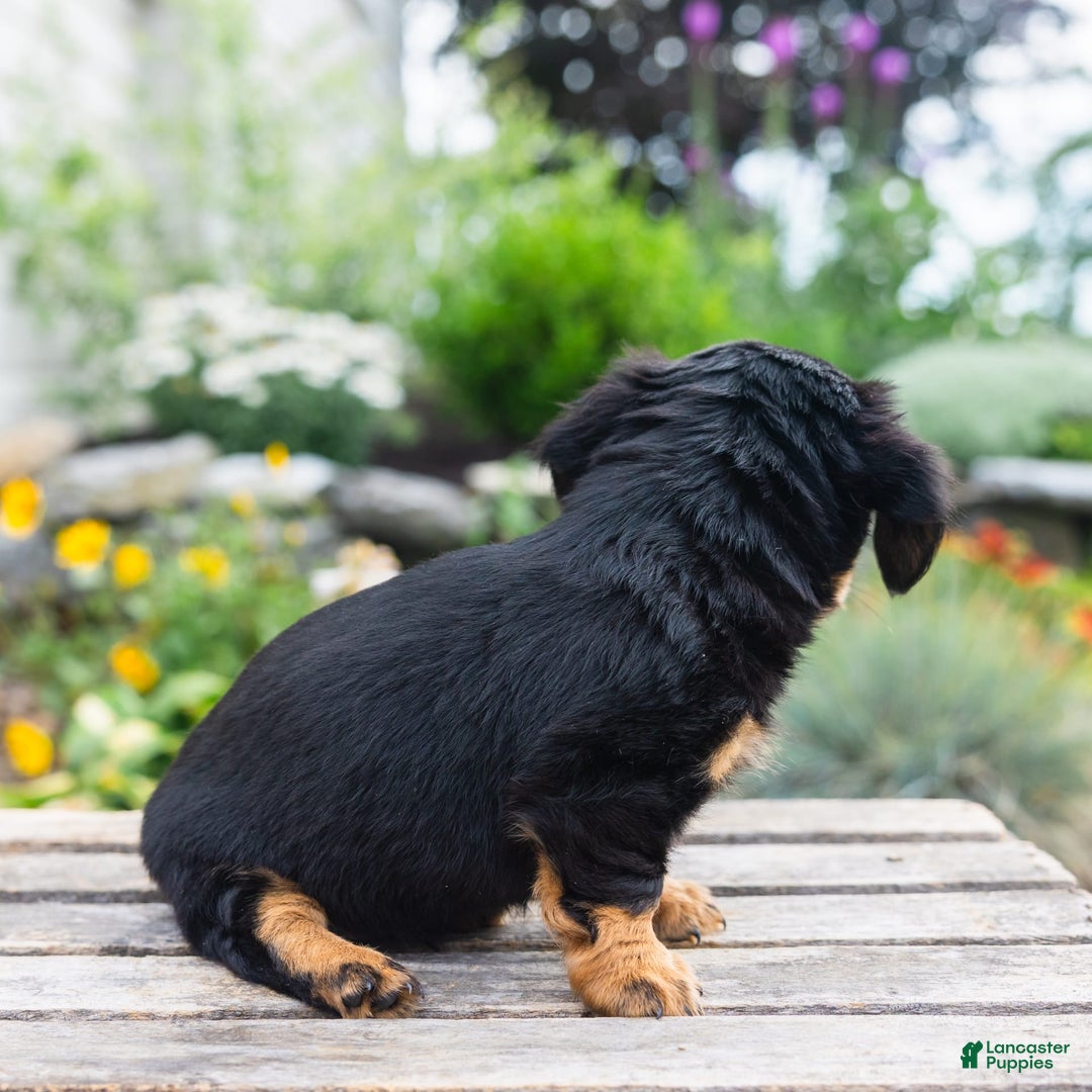Miniature Dachshund dogs for sale: Tator Tot - Image 3