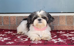 Shihpoo dogs for sale: Sammy - Image 9