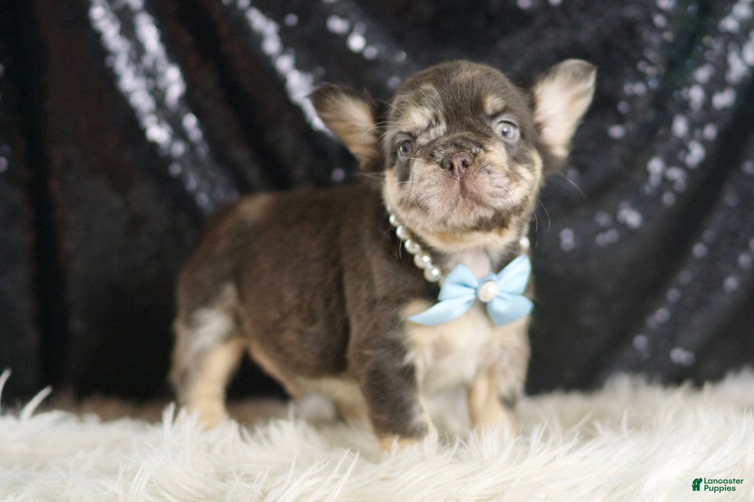 French Bulldog dogs for sale: Dexter - Image 3