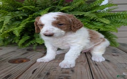 Goldendoodle dogs for sale: Willow - Image 3