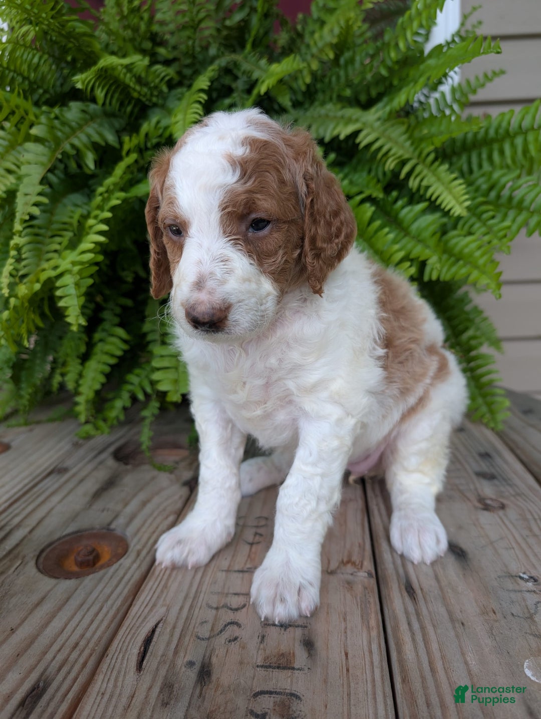 Goldendoodle dogs for sale: Willow - Image 3