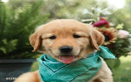 Golden Retriever dogs for sale: Mauve - Image 5
