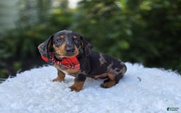 Miniature Dachshund dogs for sale: Kody - Image 4