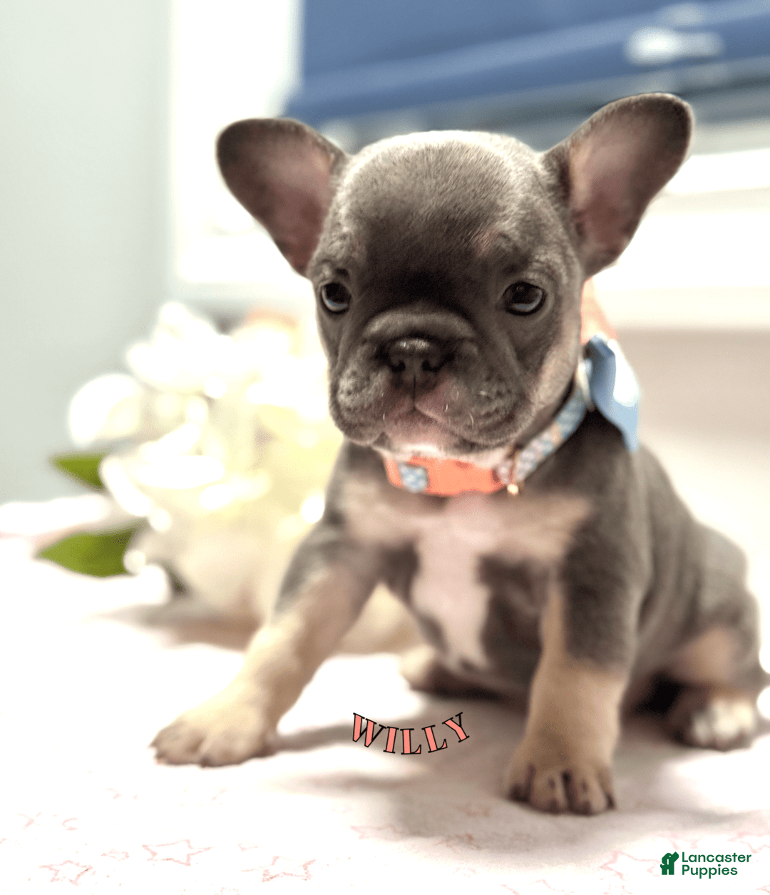 Frenchton dogs for sale: Willy - Image 1