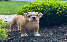 English Bulldog dogs for sale: Sierra - Image 4
