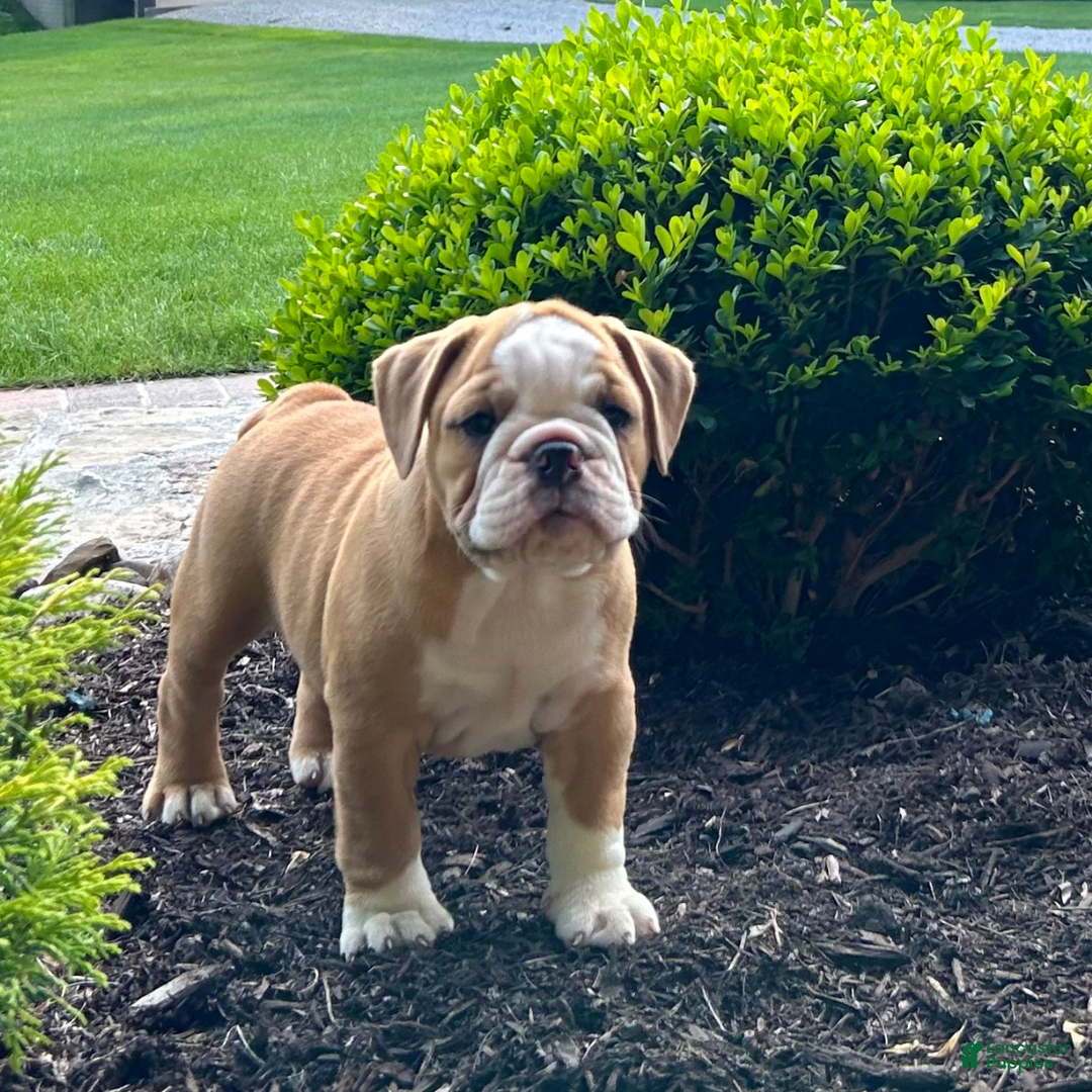 English Bulldog dogs for sale: Sierra - Image 4
