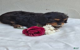 Cavalier King Charles Spaniel dogs for sale: Sweetie - Image 9