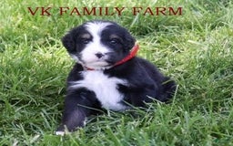 Bernedoodle dogs for sale: Robin - Image 3