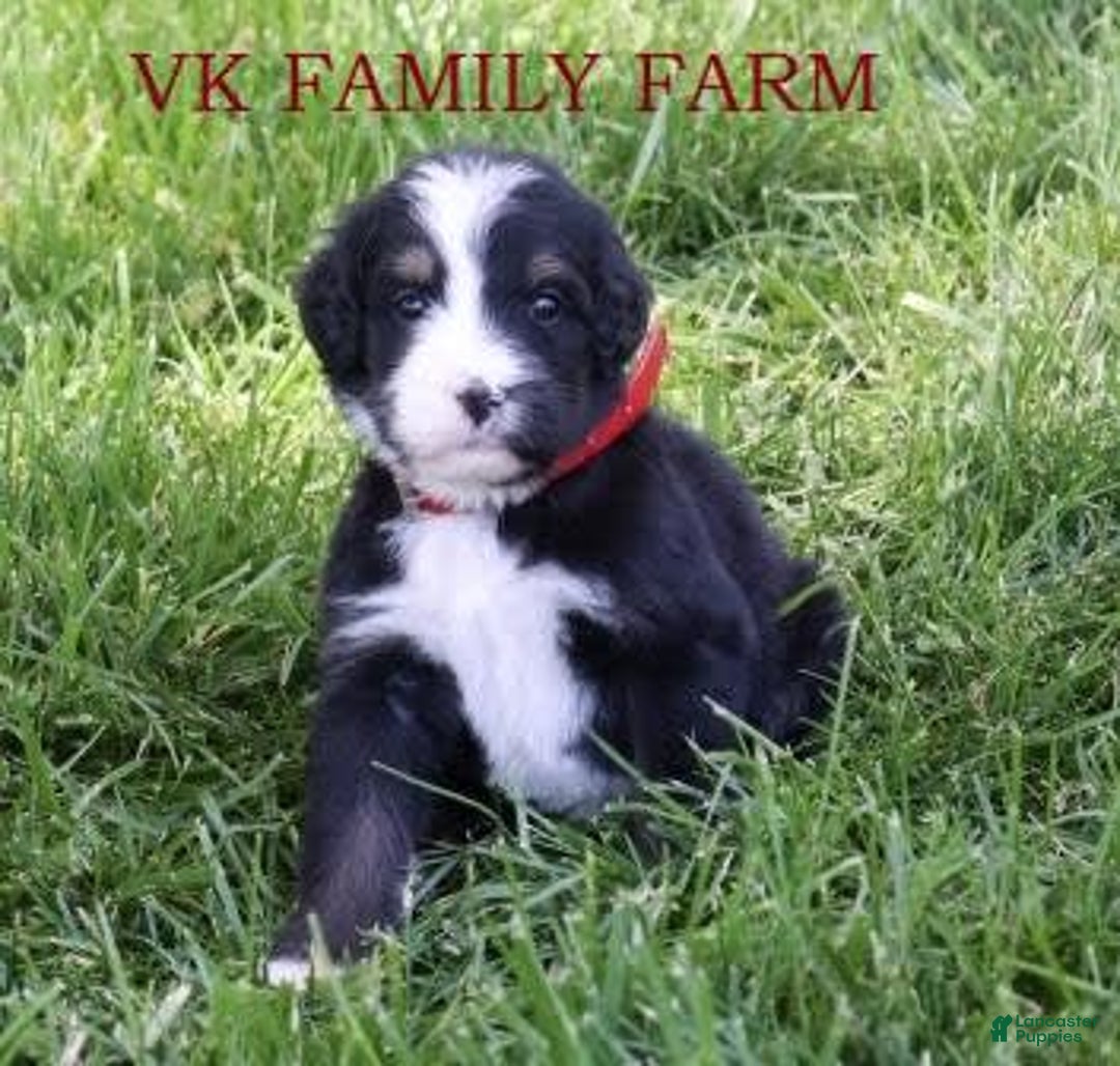 Bernedoodle dogs for sale: Robin - Image 3