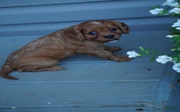 Cavalier King Charles Spaniel dogs for sale: Daisy - Image 3