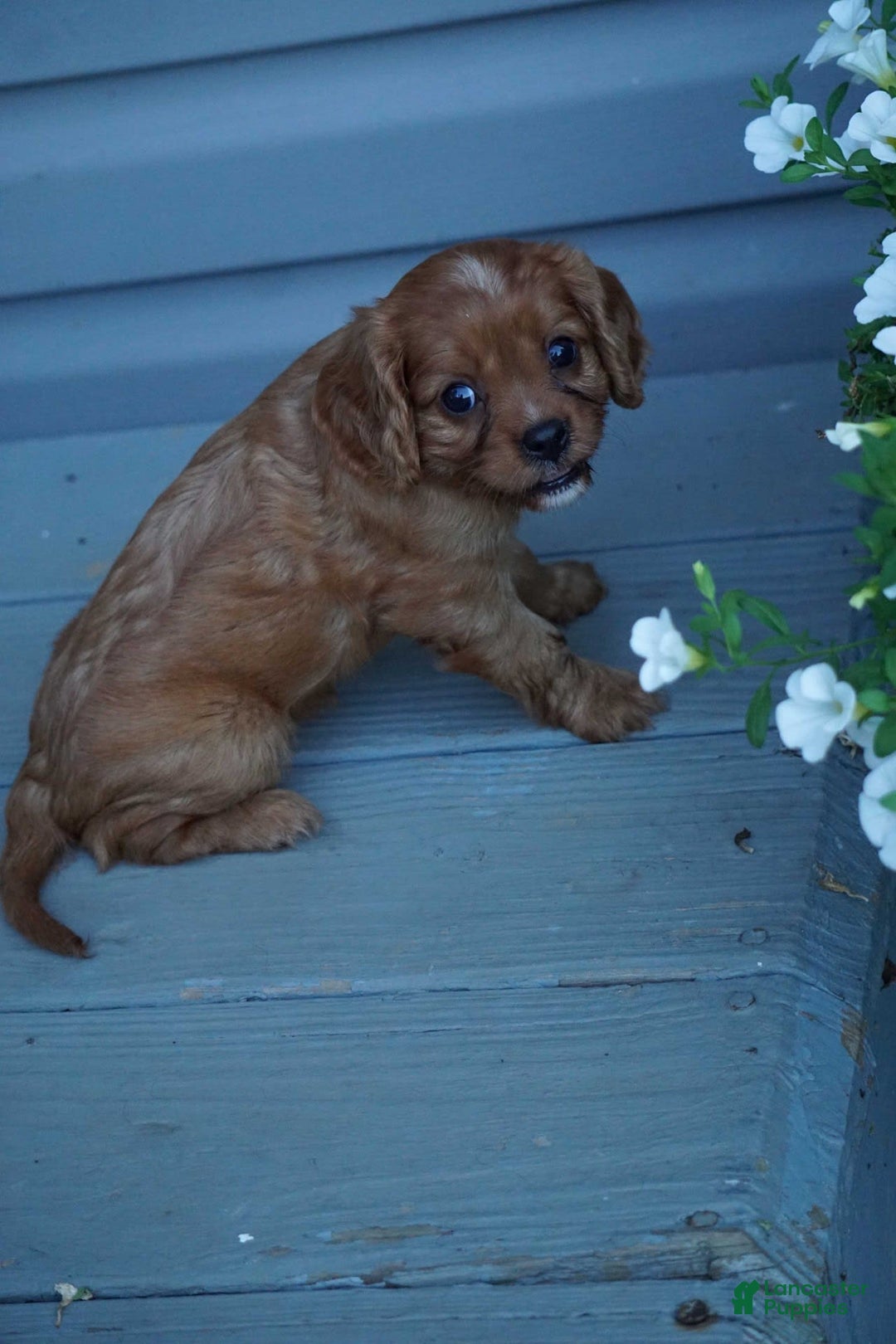 Cavalier King Charles Spaniel dogs for sale: Daisy - Image 3