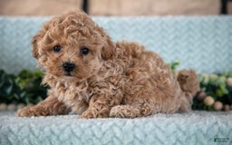 Shihpoo dogs for sale: Louie - Image 2