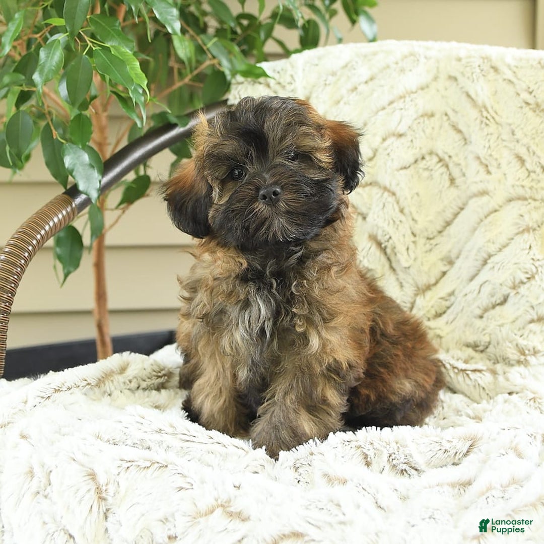 Shihpoo dogs for sale: Jonah - Image 2