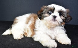 Shih Tzu dogs for sale: Jane - Image 3
