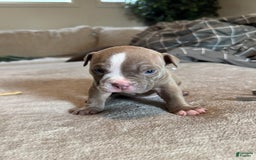American Bully dogs for sale: Ghost - Image 2