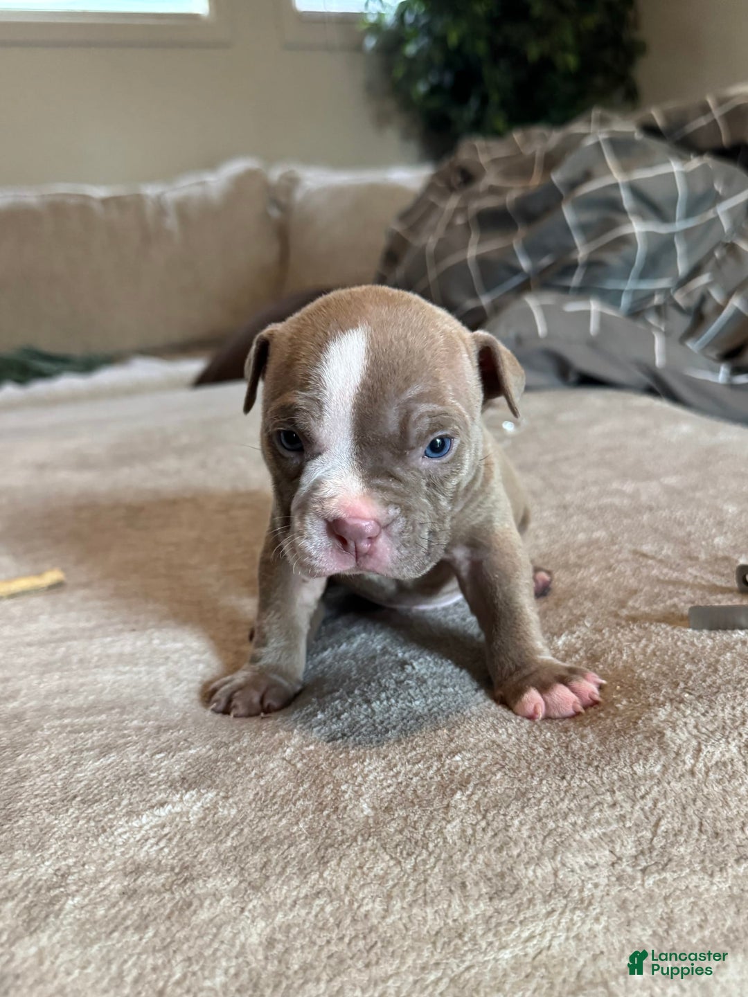 American Bully dogs for sale: Ghost - Image 2