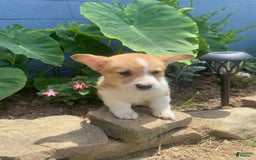 Welsh Corgi Pembroke dogs for sale: Eloise - Image 3
