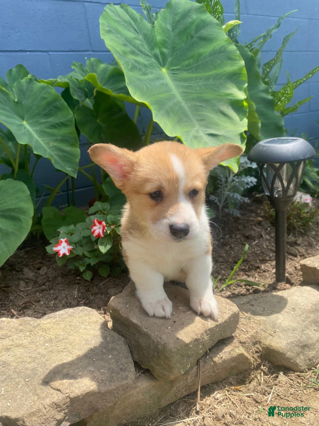 Welsh Corgi Pembroke dogs for sale: Eloise - Image 3
