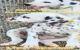 Dalmatian dogs for sale: Belles Yellow Lua Liver Spotted Girl - Image 5