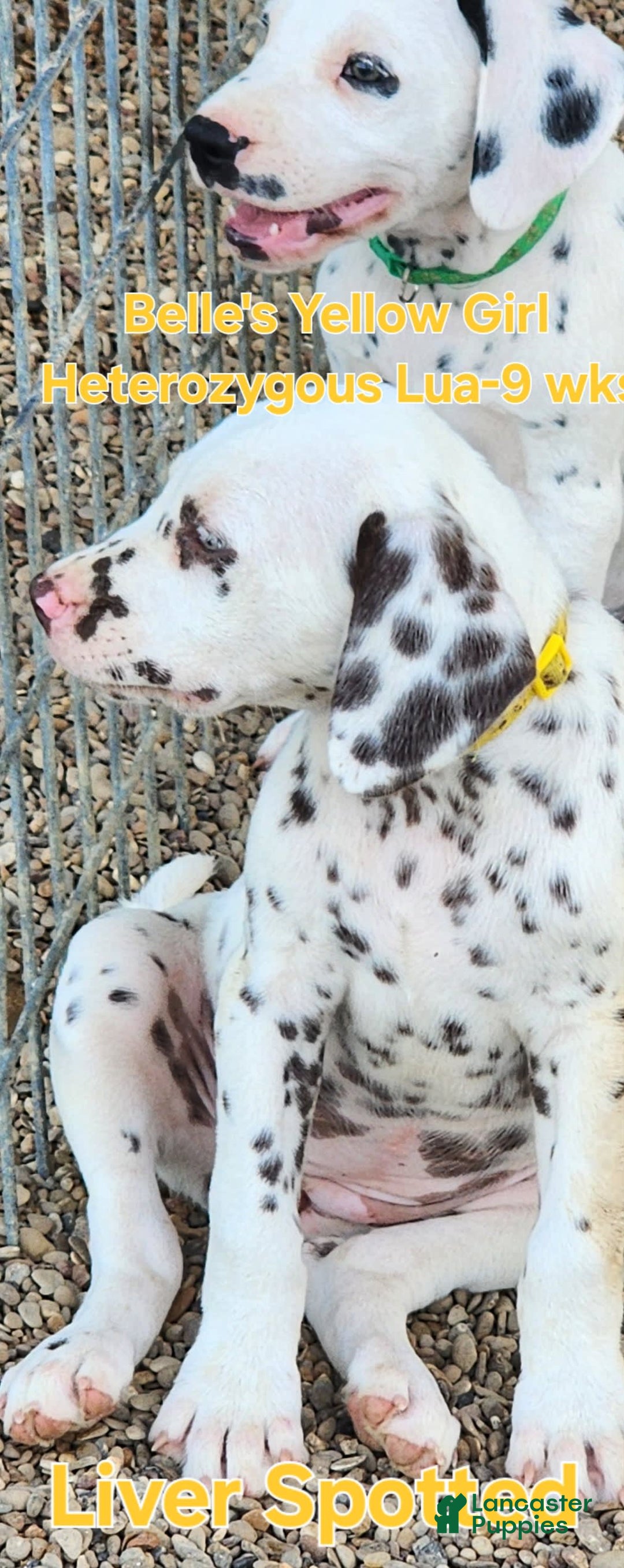 Dalmatian dogs for sale: Belles Yellow Lua Liver Spotted Girl - Image 5