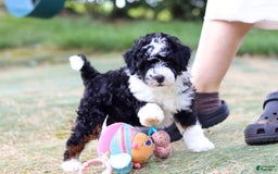 Mini Bernedoodle dogs for sale: Mini Bernedoodle 6 puppies - Image 28