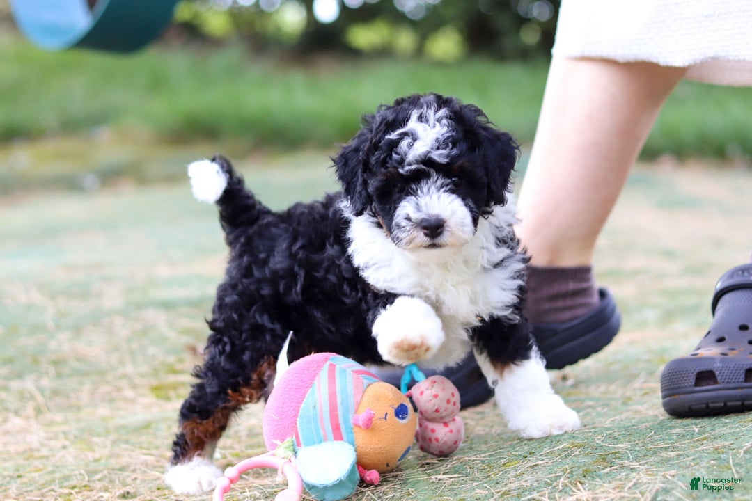 Mini Bernedoodle dogs for sale: Mini Bernedoodle 6 puppies - Image 28