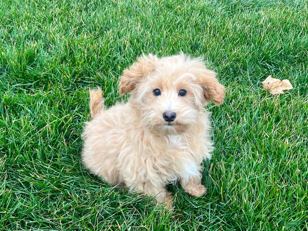 Maltipoo dogs for sale: Solomon - Image 8