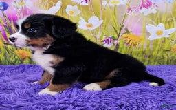 Bernese Mountain Dog dogs for sale: Glory - Image 3