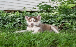 Pomsky dogs for sale: Khloe - Image 2