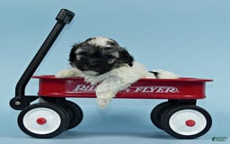 Havanese dogs for sale: Inigo - Image 7