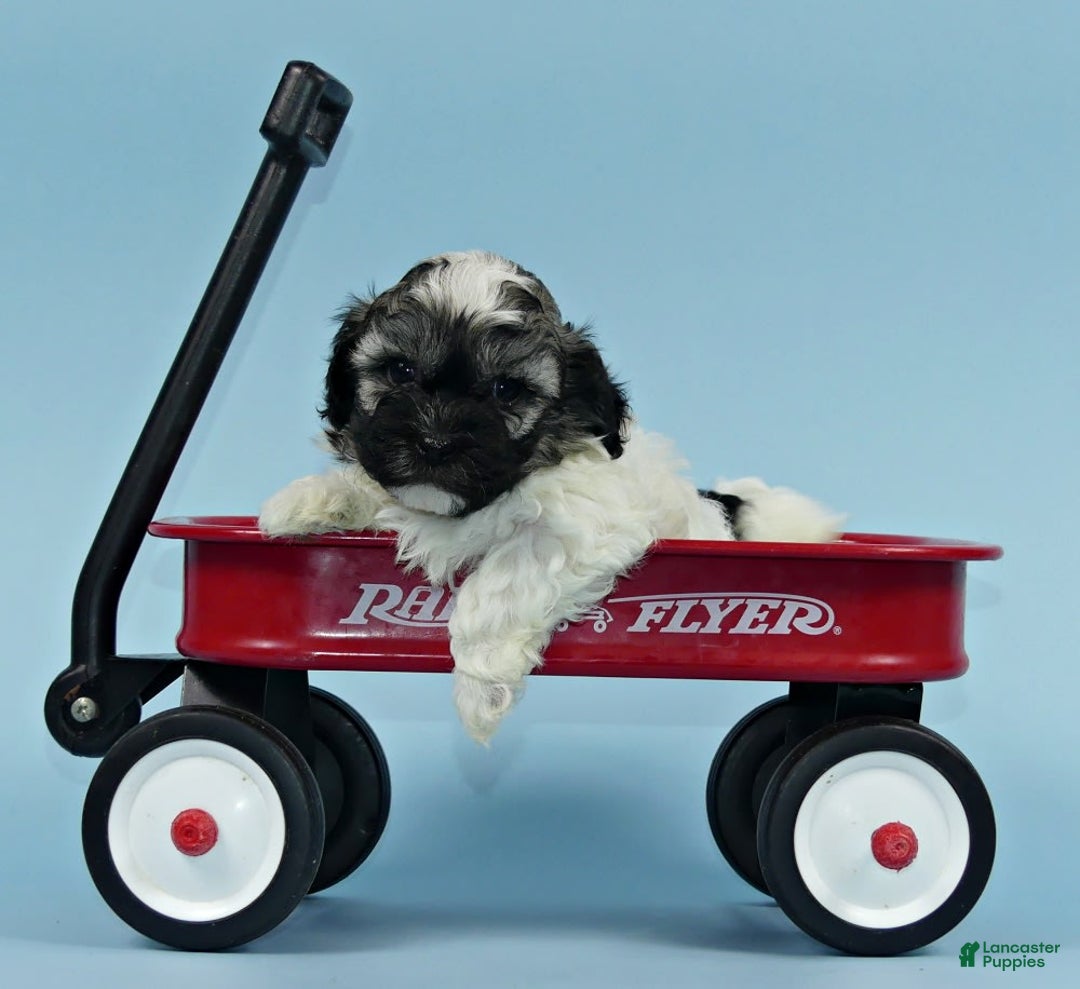 Havanese dogs for sale: Inigo - Image 7