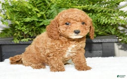 Mini Goldendoodle dogs for sale: Vance - Image 2