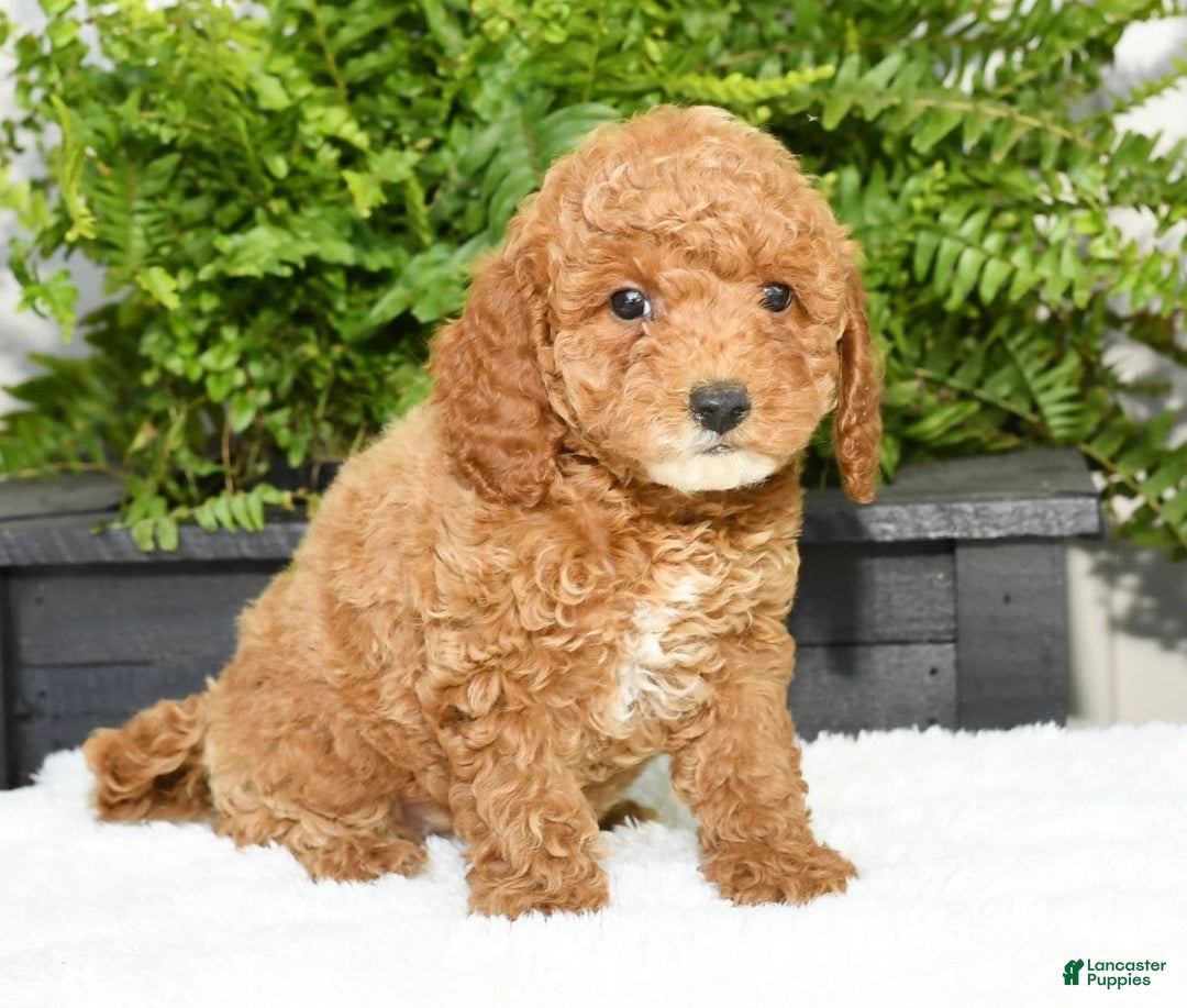 Mini Goldendoodle dogs for sale: Vance - Image 2