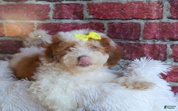 Cavachon dogs for sale: ECHO - Image 8