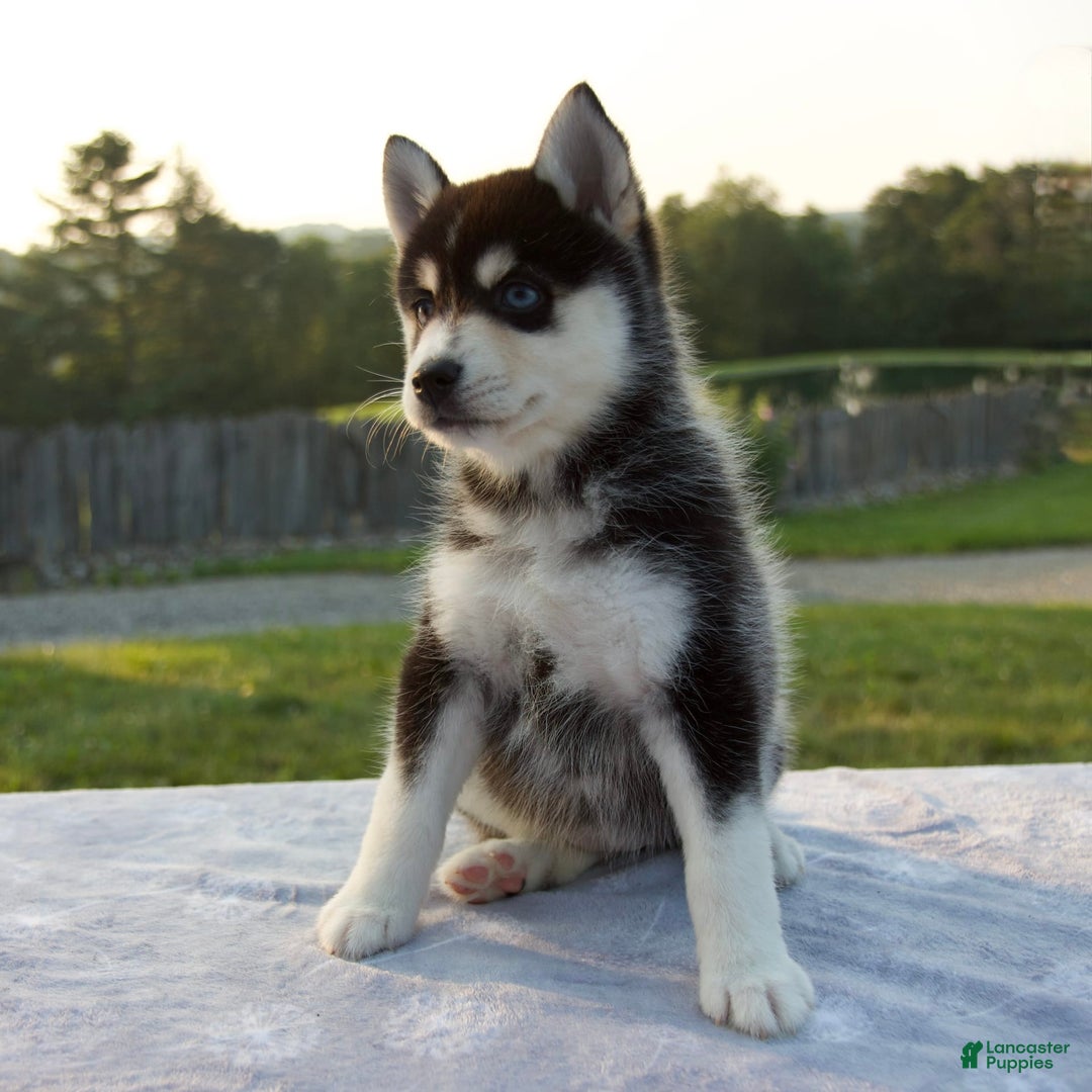 Pomsky dogs for sale: Tessa - Image 7