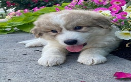 Great Pyrenees dogs for sale: Gary - Image 4