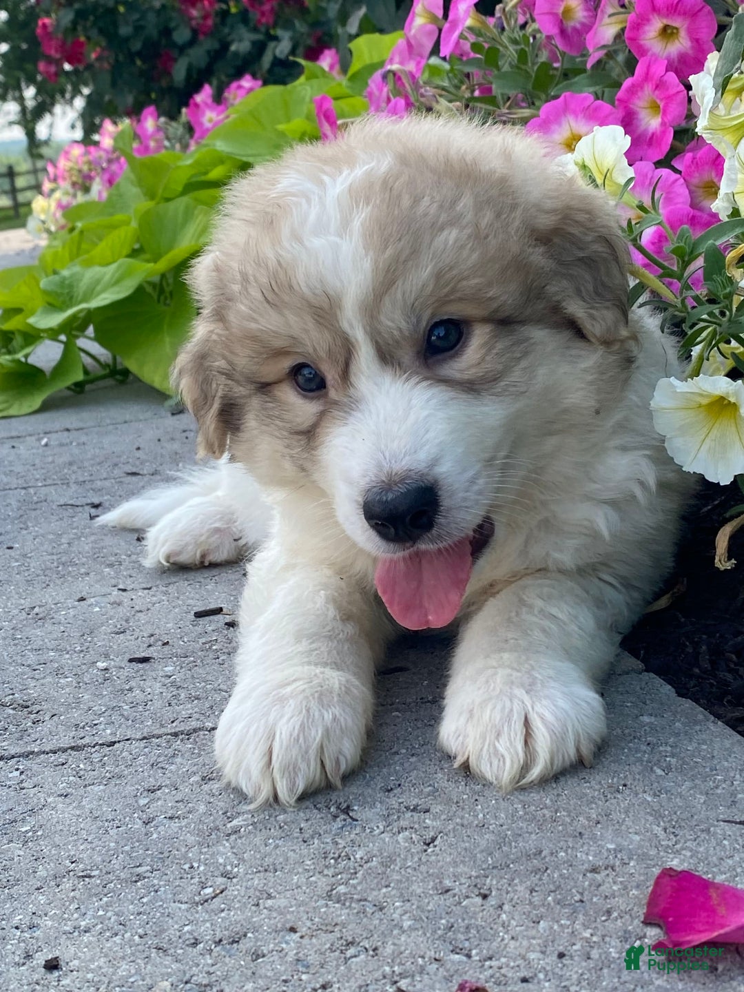 Great Pyrenees dogs for sale: Gary - Image 4