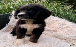 Bernedoodle dogs for sale: Ranger - Image 3