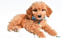 Mini Goldendoodle dogs for sale: Tessa - Image 1