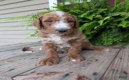Goldendoodle dogs for sale: Blake - Image 19